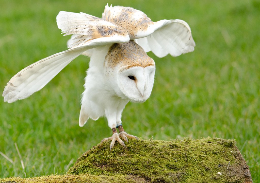 8 Suaka Burung Terbaik Yang Ada di Wales, Inggris
